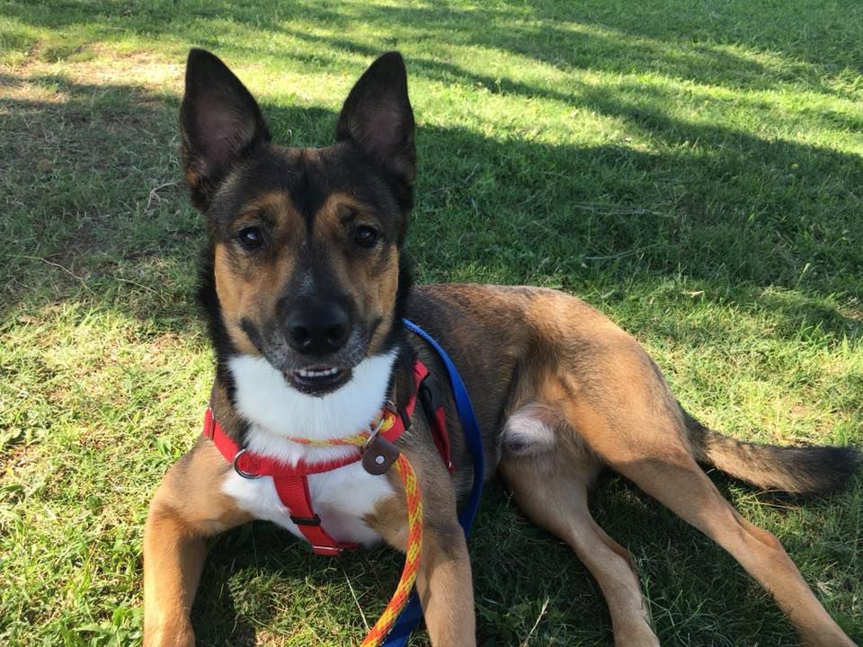 Adopt a friend: Chief